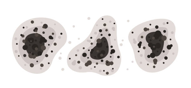 Best Mold-Related Health Consultation  in Levelland, TX