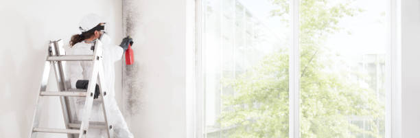 Best Basement Mold Removal  in Levelland, TX