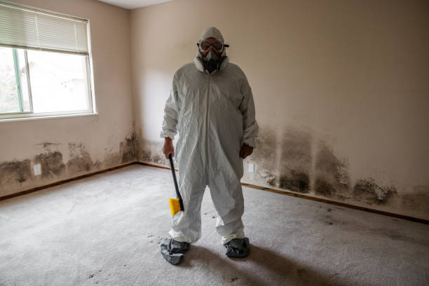 Best Mold Damage Restoration  in Levelland, TX